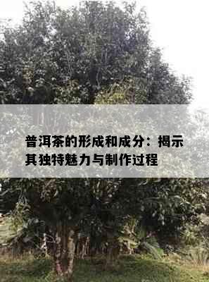 普洱茶的形成和成分：揭示其独特魅力与制作过程