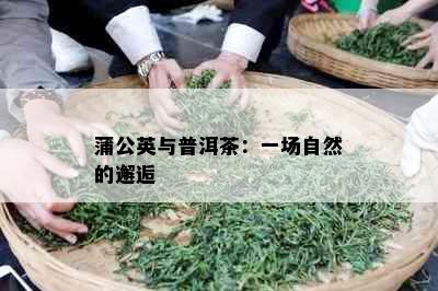 蒲公英与普洱茶：一场自然的邂逅