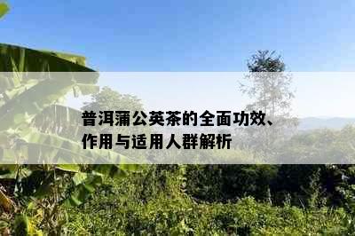 普洱蒲公英茶的全面功效、作用与适用人群解析