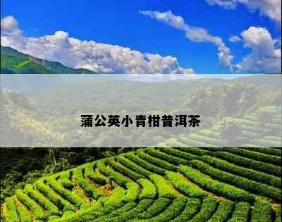 蒲公英小青柑普洱茶