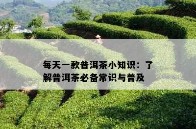 每天一款普洱茶小知识：了解普洱茶必备常识与普及