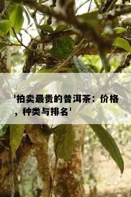 '拍卖最贵的普洱茶：价格，种类与排名'