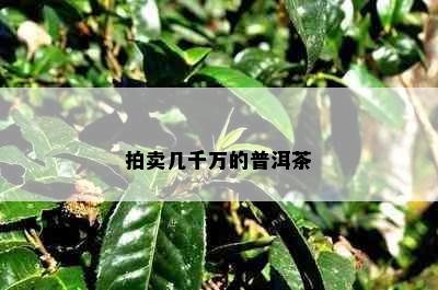 拍卖几千万的普洱茶