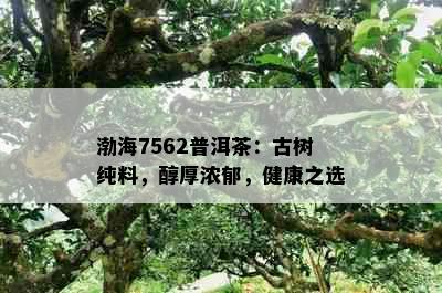 渤海7562普洱茶：古树纯料，醇厚浓郁，健康之选