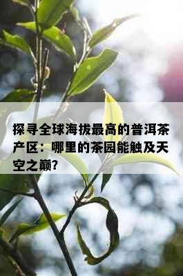 探寻全球海拔更高的普洱茶产区：哪里的茶园能触及天空之巅？