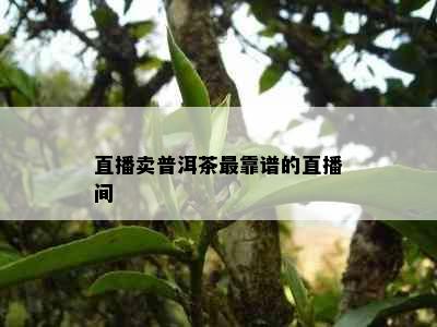 直播卖普洱茶最靠谱的直播间