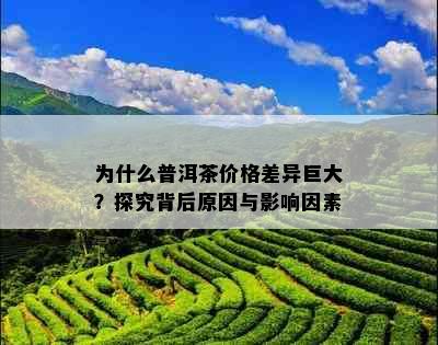 为什么普洱茶价格差异巨大？探究背后原因与影响因素