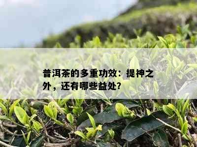 普洱茶的多重功效：提神之外，还有哪些益处？