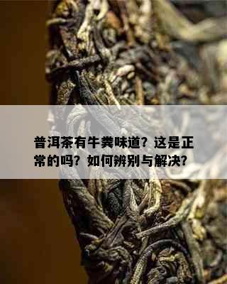 普洱茶有牛粪味道？这是正常的吗？如何辨别与解决？