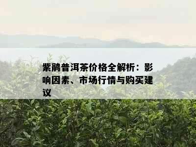 紫鹃普洱茶价格全解析：影响因素、市场行情与购买建议