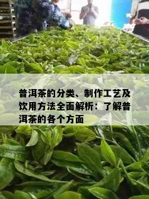 普洱茶的分类、制作工艺及饮用方法全面解析：了解普洱茶的各个方面