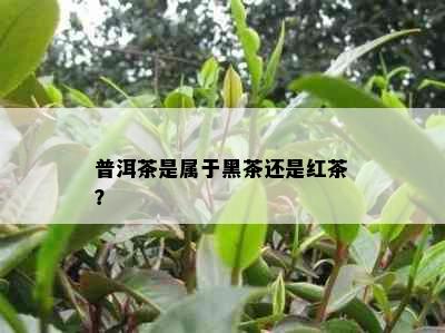 普洱茶是属于黑茶还是红茶？