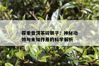 探索普洱茶碎银子：神秘功效与未知作用的科学解析