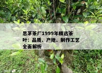 思茅茶厂1999年精选茶叶：品质、产地、制作工艺全面解析