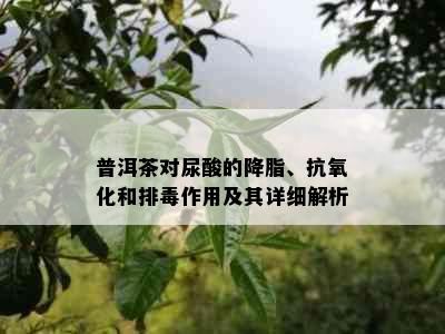 普洱茶对尿酸的降脂、抗氧化和排作用及其详细解析