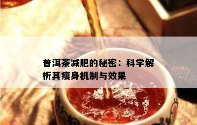 普洱茶减肥的秘密：科学解析其瘦身机制与效果