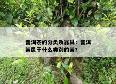 普洱茶的分类及器具：普洱茶属于什么类别的茶？