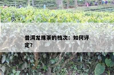 普洱龙珠茶的档次：如何评定？