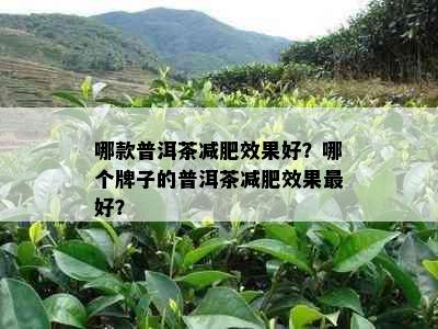 哪款普洱茶减肥效果好？哪个牌子的普洱茶减肥效果更好？