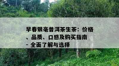 早春银毫普洱茶生茶：价格、品质、口感及购买指南 - 全面了解与选择