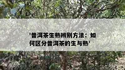 '普洱茶生熟辨别方法：如何区分普洱茶的生与熟'