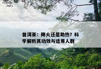 普洱茶：降火还是助热？科学解析其功效与适用人群