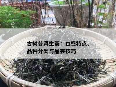 古树普洱生茶：口感特点、品种分类与品尝技巧