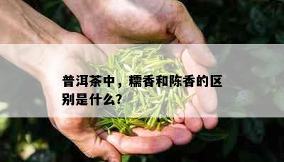 普洱茶中，糯香和陈香的区别是什么？