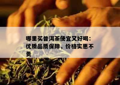 哪里买普洱茶便宜又好喝：优质品质保障，价格实惠不贵