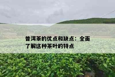 普洱茶的优点和缺点：全面了解这种茶叶的特点