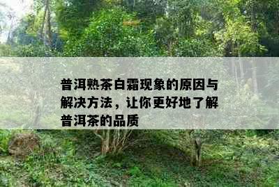 普洱熟茶白霜现象的原因与解决方法，让你更好地了解普洱茶的品质