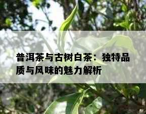 普洱茶与古树白茶：独特品质与风味的魅力解析