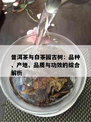 普洱茶与白茶园古树：品种、产地、品质与功效的综合解析