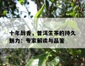 十年醇香，普洱生茶的持久魅力：专家解读与品鉴