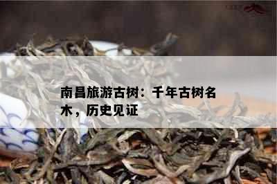 南昌旅游古树：千年古树名木，历史见证