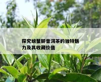 探究螃蟹脚普洱茶的独特魅力及其收藏价值