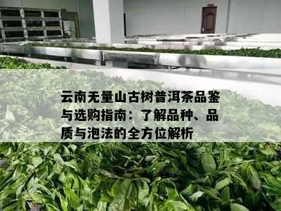 云南无量山古树普洱茶品鉴与选购指南：了解品种、品质与泡法的全方位解析