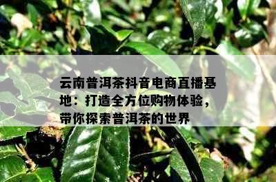 云南普洱茶抖音电商直播基地：打造全方位购物体验，带你探索普洱茶的世界