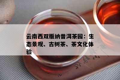 云南西双版纳普洱茶园：生态景观、古树茶、茶文化体验