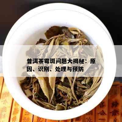 普洱茶霉斑问题大揭秘：原因、识别、处理与预防