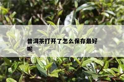 普洱茶打开了怎么保存更好呢