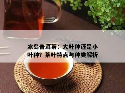 冰岛普洱茶：大叶种还是小叶种？茶叶特点与种类解析