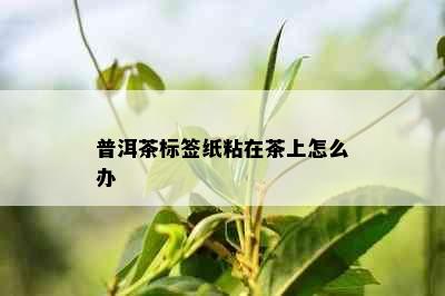 普洱茶标签纸粘在茶上怎么办