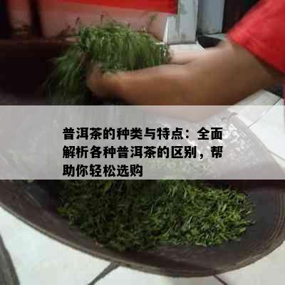 普洱茶的种类与特点：全面解析各种普洱茶的区别，帮助你轻松选购