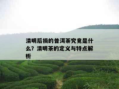 清明后摘的普洱茶究竟是什么？清明茶的定义与特点解析