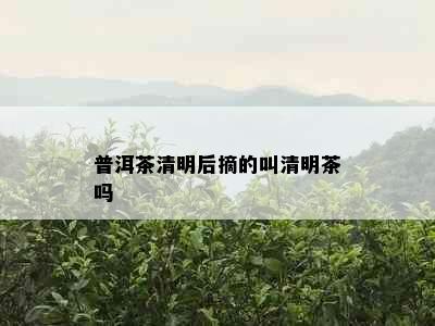 普洱茶清明后摘的叫清明茶吗