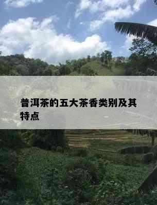 普洱茶的五大茶香类别及其特点