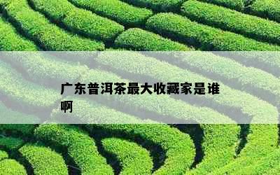 广东普洱茶更大收藏家是谁啊