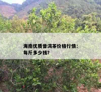 海南优质普洱茶价格行情：每斤多少钱？