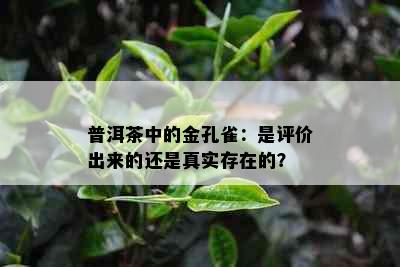 普洱茶中的金孔雀：是评价出来的还是真实存在的？